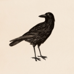 “#48 Birds” (2013) Dibujo, lápiz y pastel sobre papel. Medidas 28 x 35,5 cm. Film: The Birds (1963) Dir. Alfred Hitchcock.