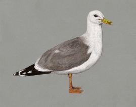 “#48b Birds” (2013) Dibujo, lápiz y pastel sobre papel. Medidas 30 x 35,5 cm. Film: The Birds (1963) Dir. Alfred Hitchcock.